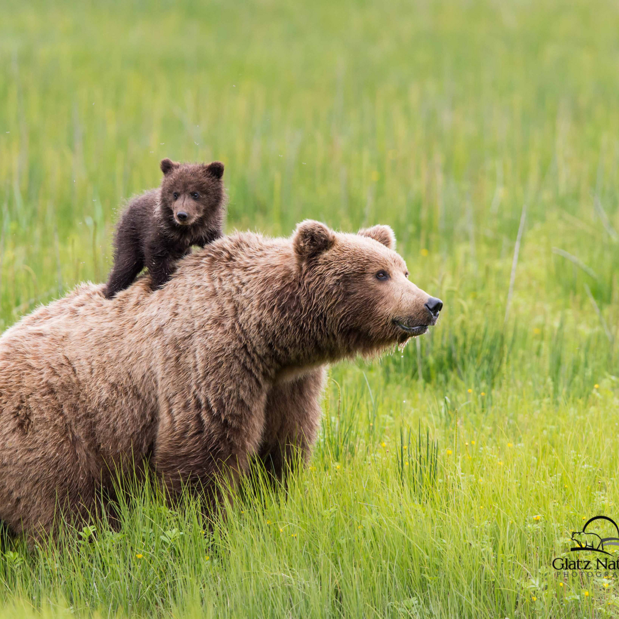 Fondo de pantalla Brown Bear Family 2048x2048