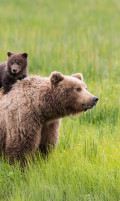 Sfondi Brown Bear Family 240x400