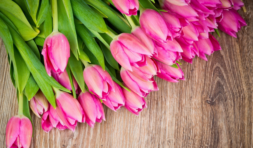 Обои Beautiful and simply Pink Tulips 1024x600
