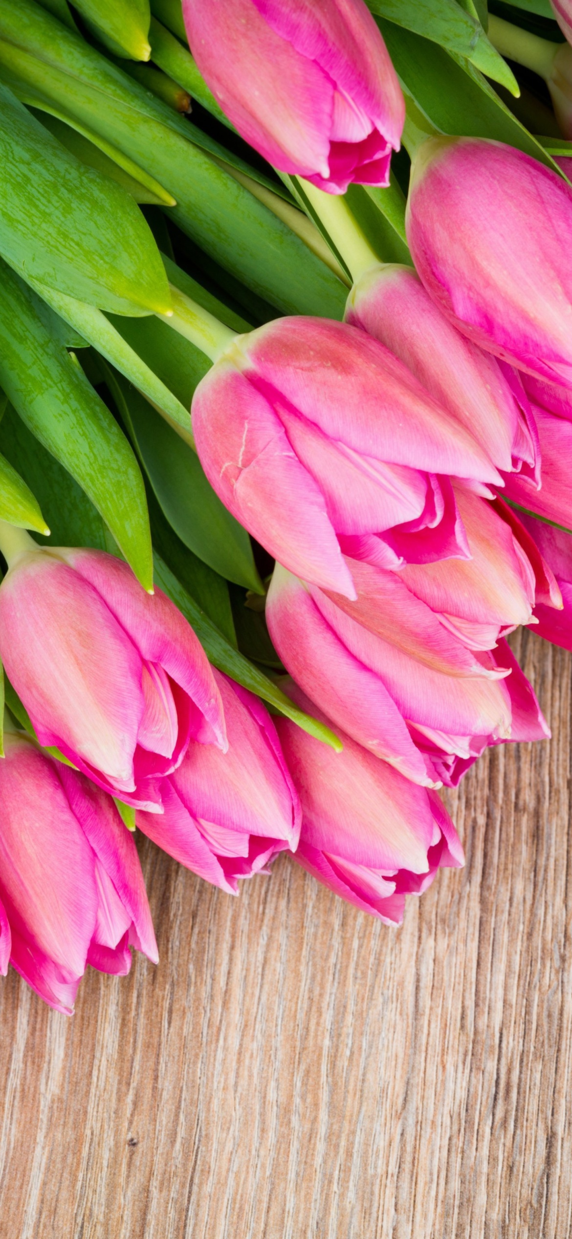 Beautiful and simply Pink Tulips wallpaper 1170x2532
