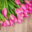 Beautiful and simply Pink Tulips wallpaper 128x128