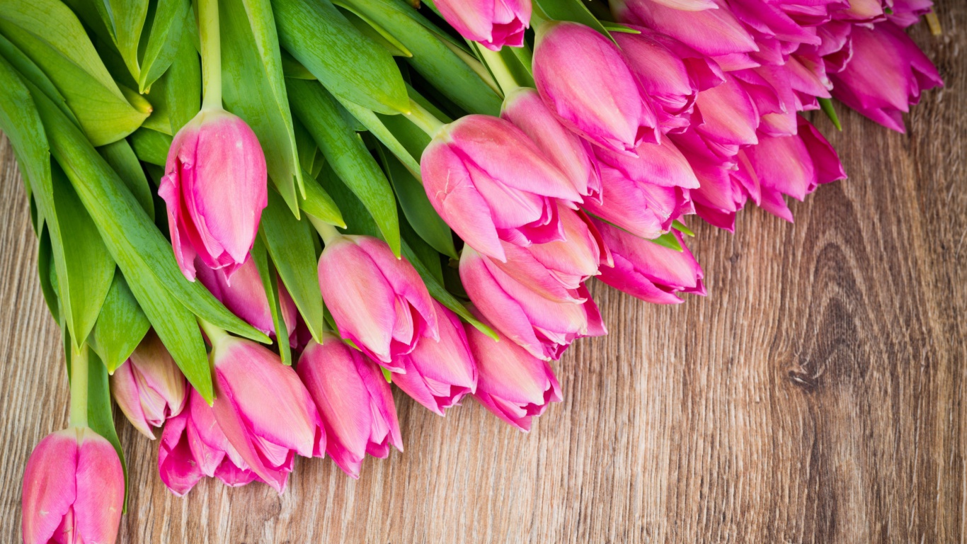 Beautiful and simply Pink Tulips wallpaper 1366x768