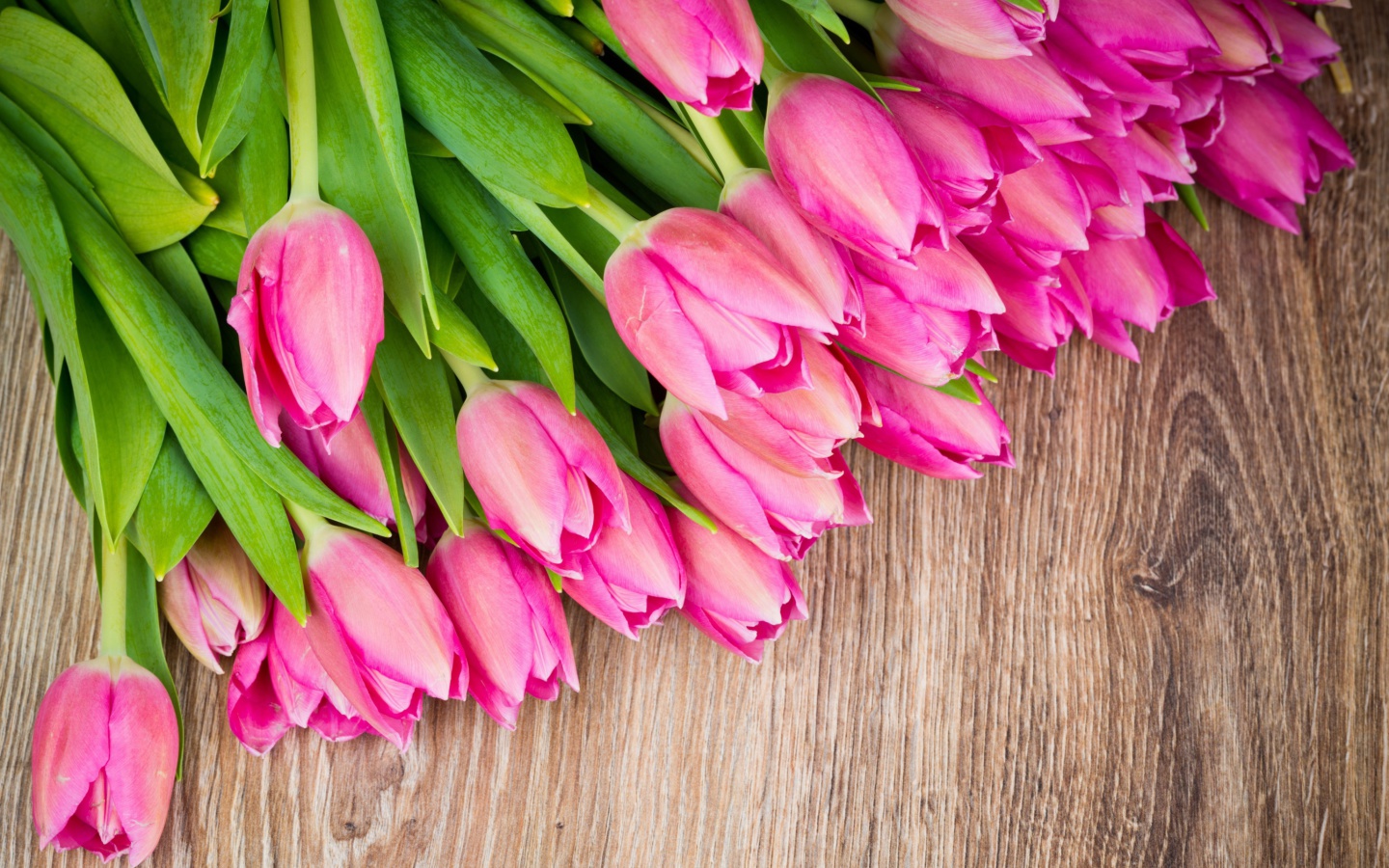 Screenshot №1 pro téma Beautiful and simply Pink Tulips 1440x900