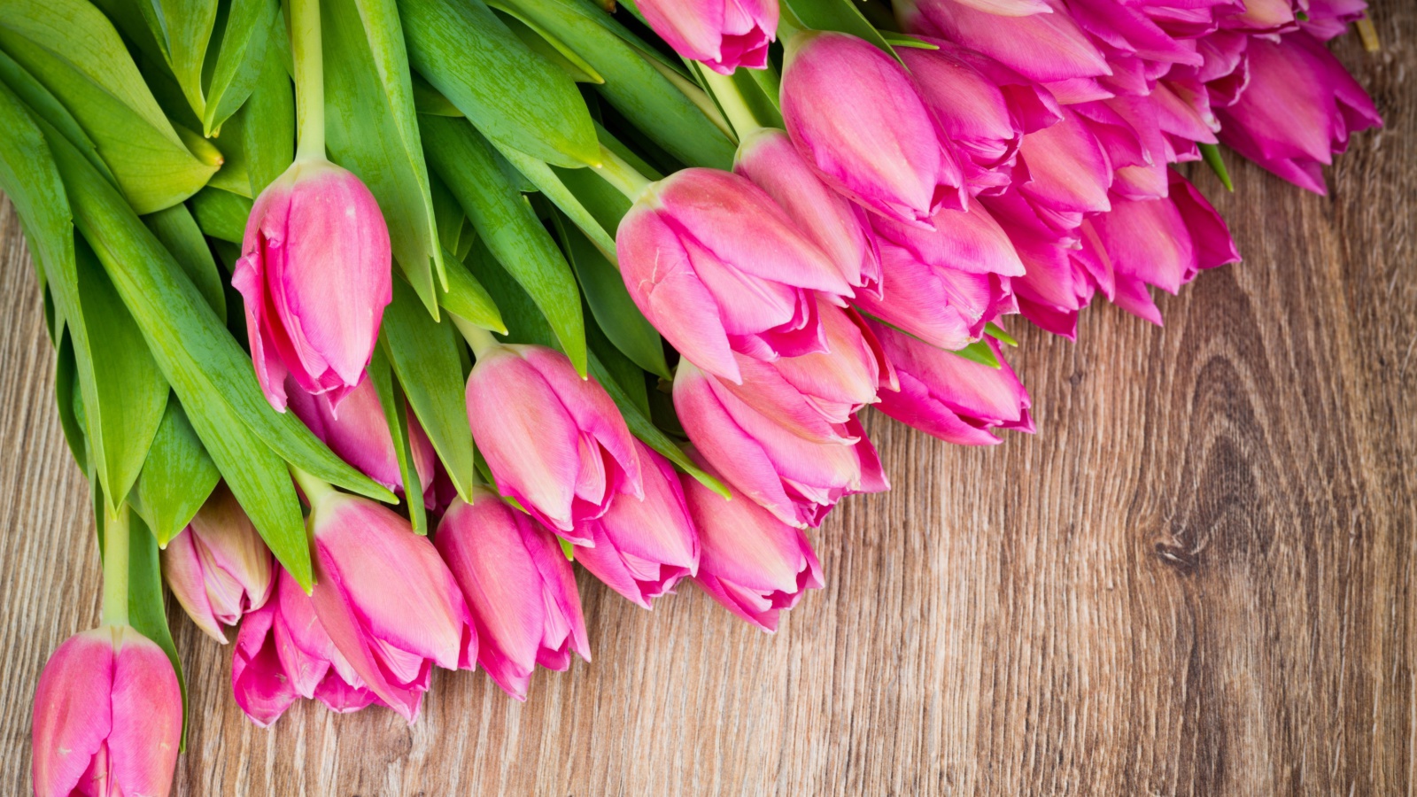 Beautiful and simply Pink Tulips wallpaper 1600x900