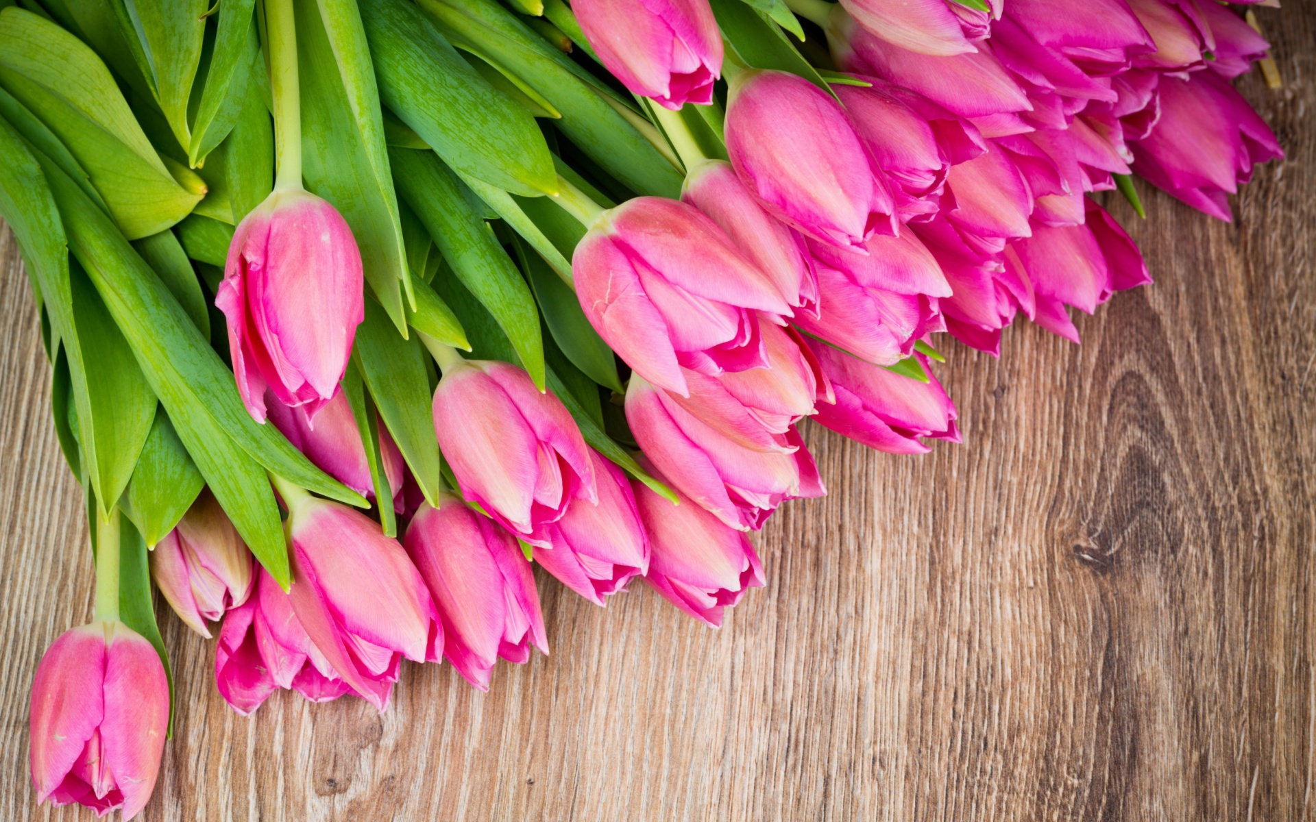 Fondo de pantalla Beautiful and simply Pink Tulips 1920x1200