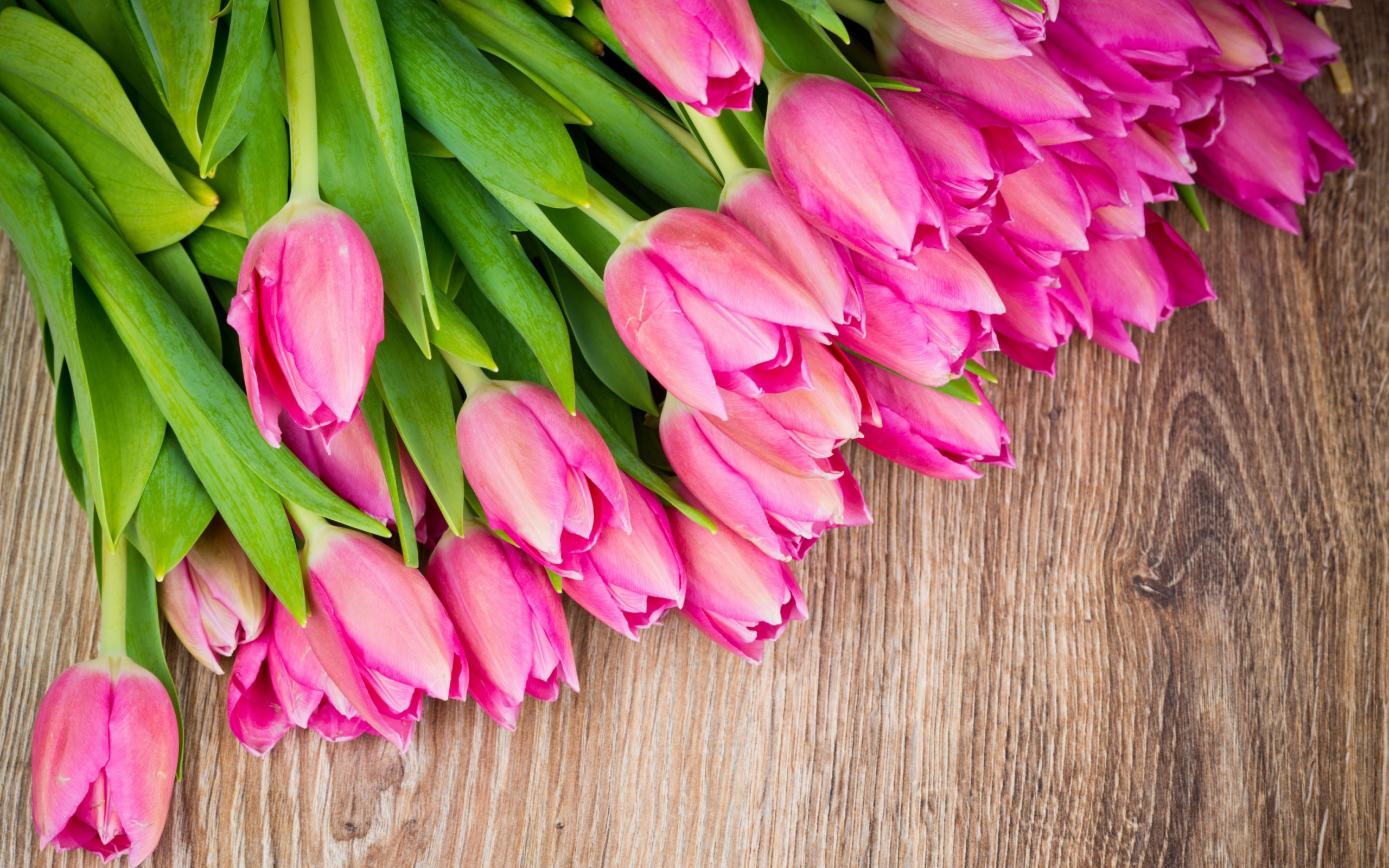 Beautiful and simply Pink Tulips wallpaper 2560x1600