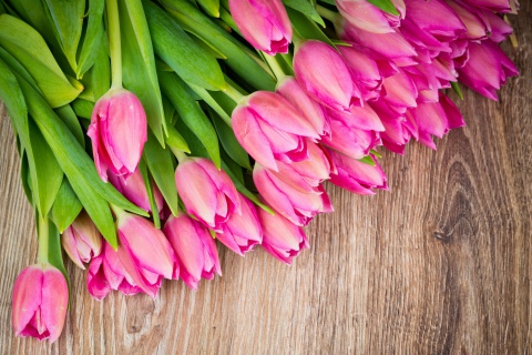 Обои Beautiful and simply Pink Tulips 480x320