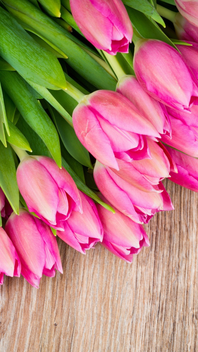 Beautiful and simply Pink Tulips wallpaper 640x1136
