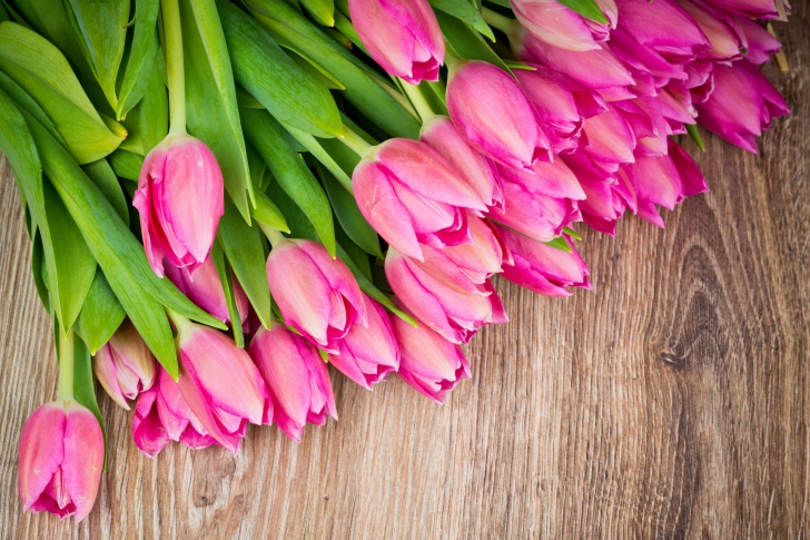 Beautiful and simply Pink Tulips wallpaper
