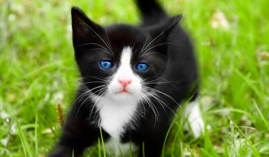 Blue Eyed Kitty In Grass wallpaper 1024x600