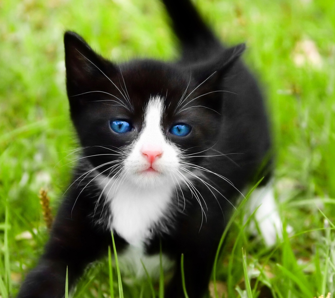 Fondo de pantalla Blue Eyed Kitty In Grass 1080x960