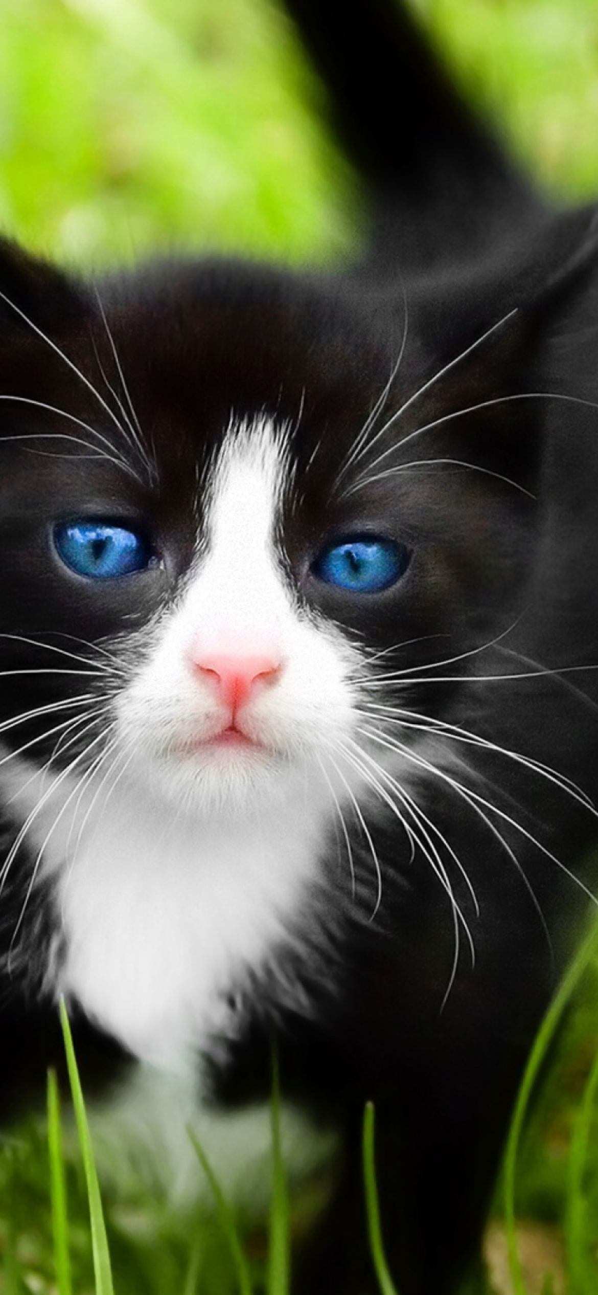 Das Blue Eyed Kitty In Grass Wallpaper 1170x2532