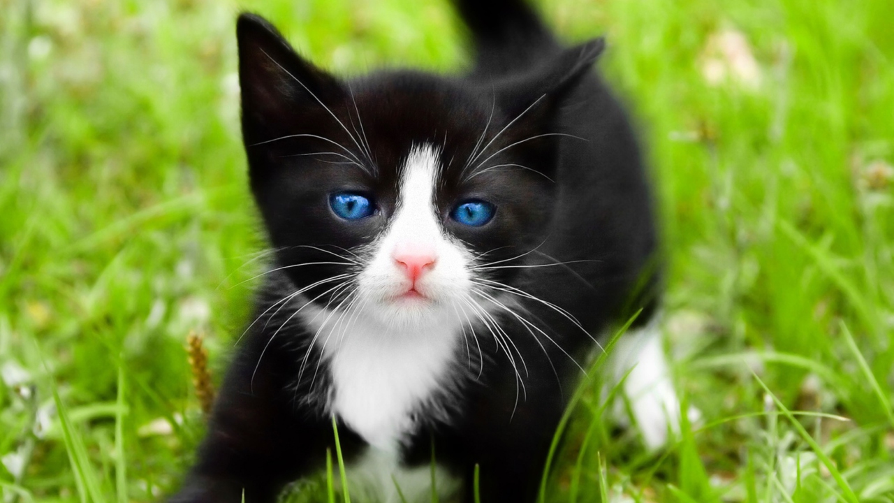 Das Blue Eyed Kitty In Grass Wallpaper 1280x720