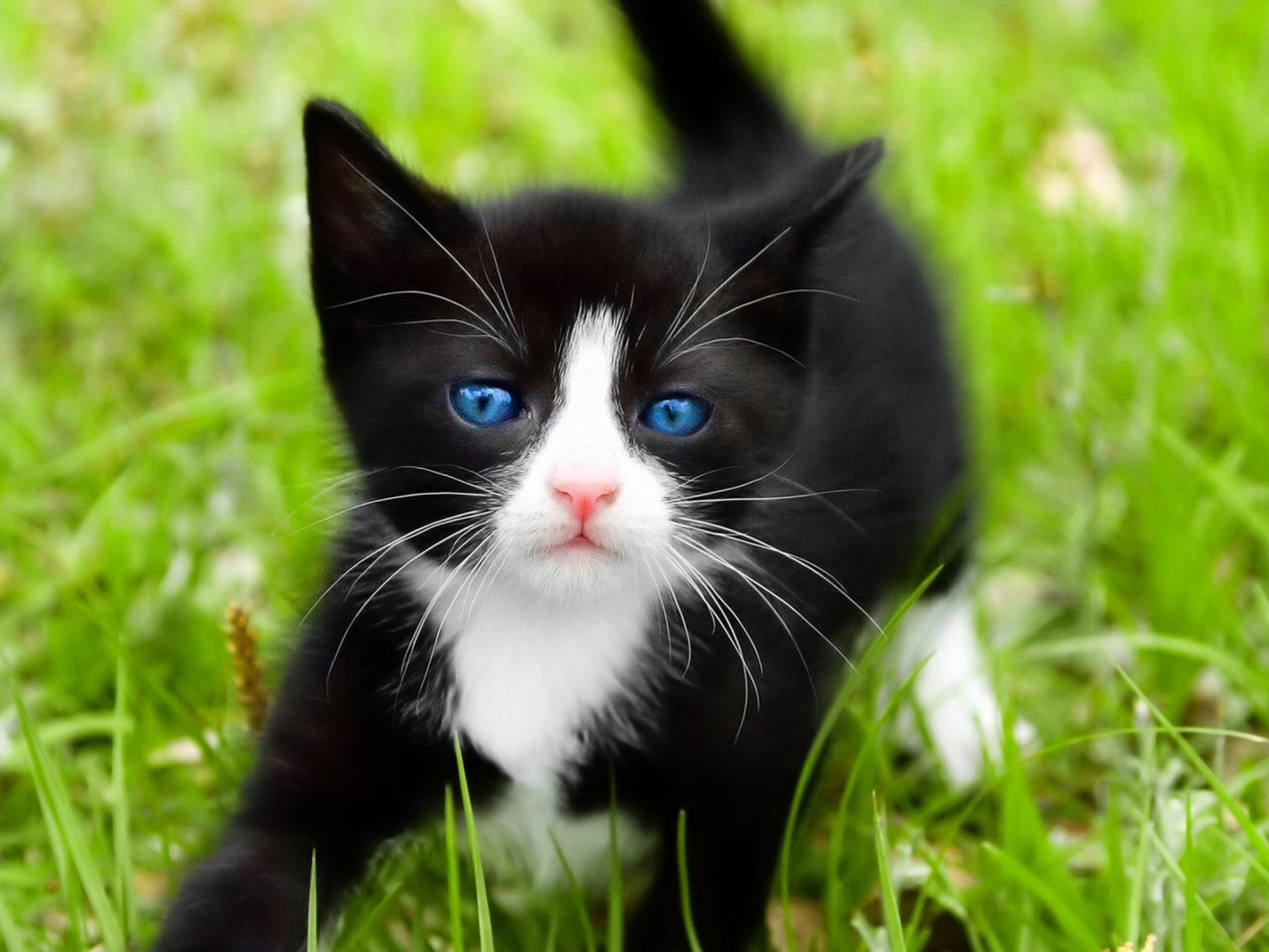 Das Blue Eyed Kitty In Grass Wallpaper 1280x960