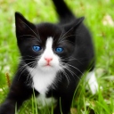 Das Blue Eyed Kitty In Grass Wallpaper 128x128