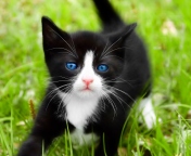 Обои Blue Eyed Kitty In Grass 176x144
