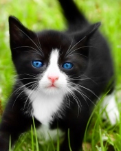 Blue Eyed Kitty In Grass screenshot #1 176x220