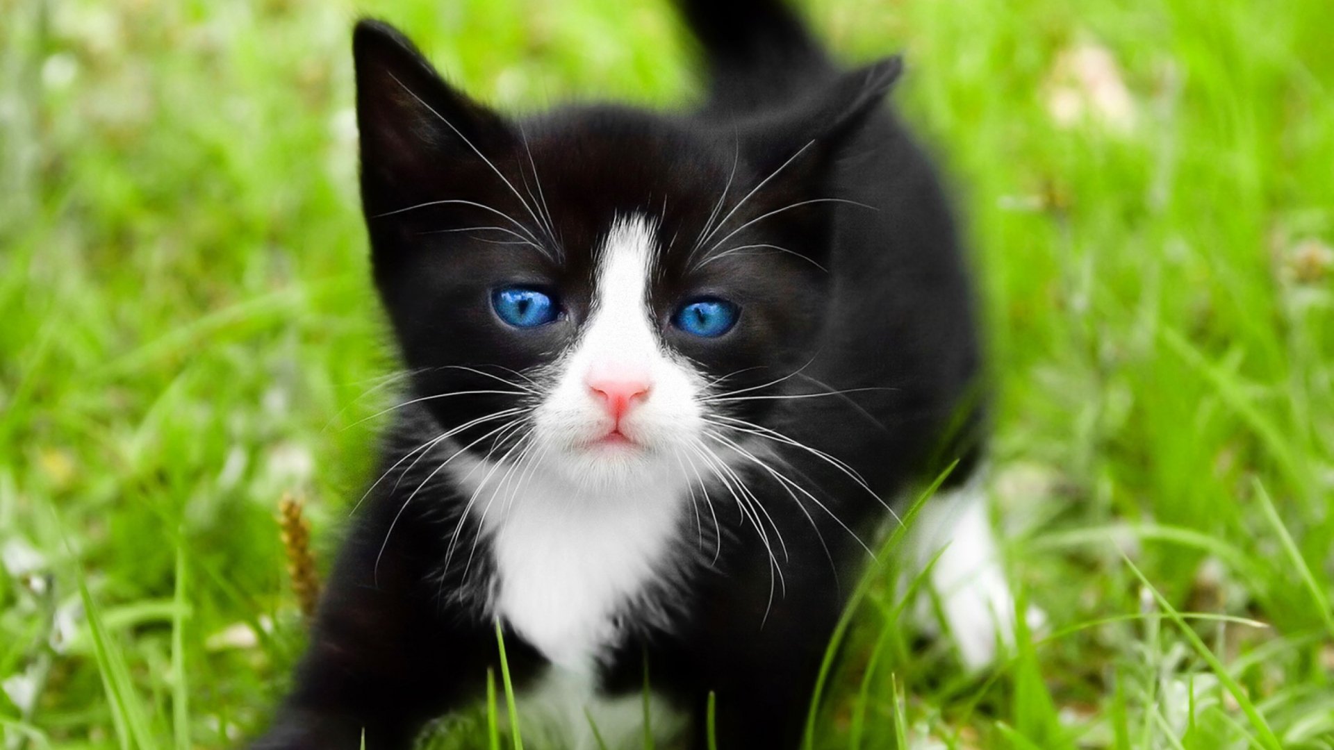 Das Blue Eyed Kitty In Grass Wallpaper 1920x1080