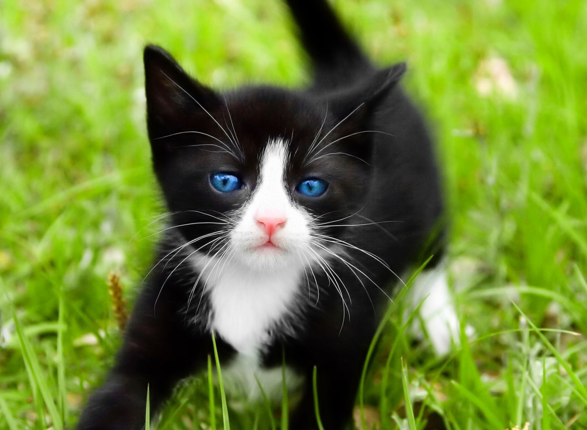 Screenshot №1 pro téma Blue Eyed Kitty In Grass 1920x1408