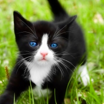 Das Blue Eyed Kitty In Grass Wallpaper 208x208