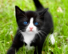 Fondo de pantalla Blue Eyed Kitty In Grass 220x176