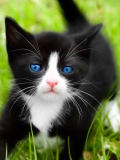 Das Blue Eyed Kitty In Grass Wallpaper 240x320