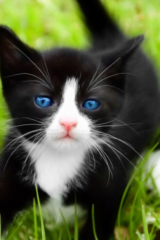 Das Blue Eyed Kitty In Grass Wallpaper 320x480