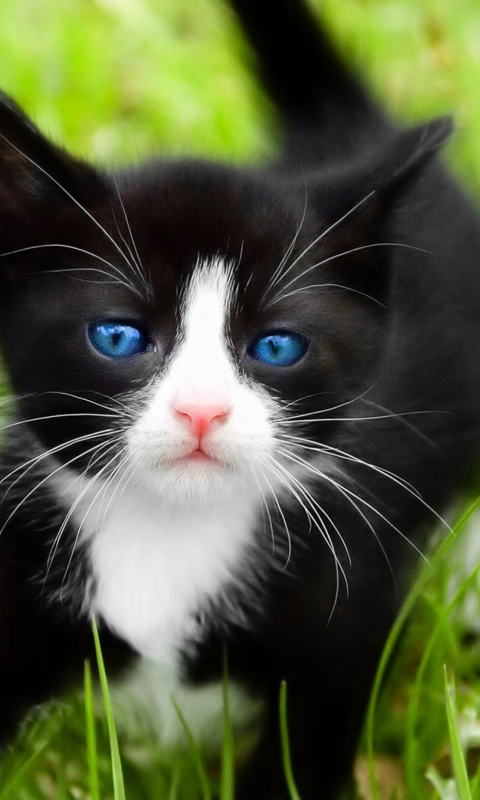 Das Blue Eyed Kitty In Grass Wallpaper 480x800