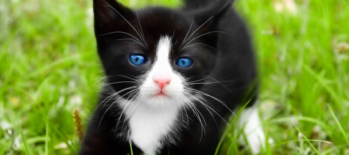 Das Blue Eyed Kitty In Grass Wallpaper 720x320