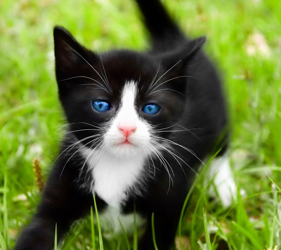 Blue Eyed Kitty In Grass wallpaper 960x854