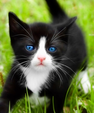 Blue Eyed Kitty In Grass papel de parede para celular para Nokia N96