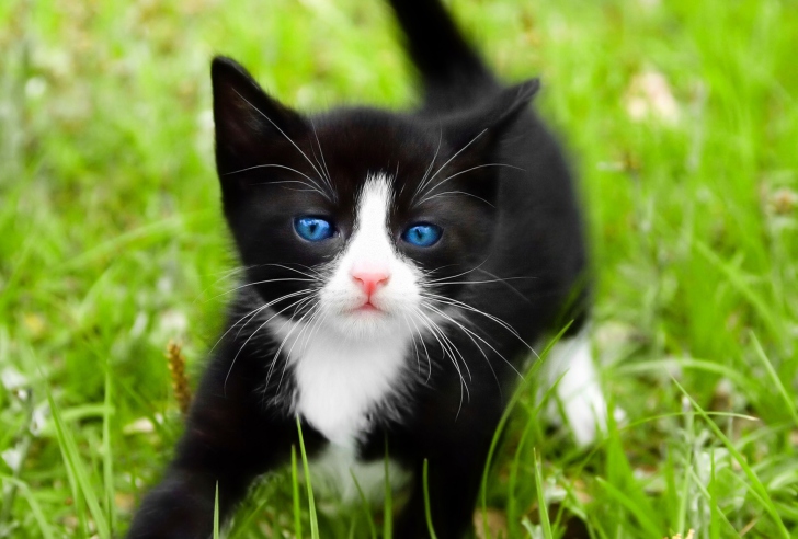 Das Blue Eyed Kitty In Grass Wallpaper
