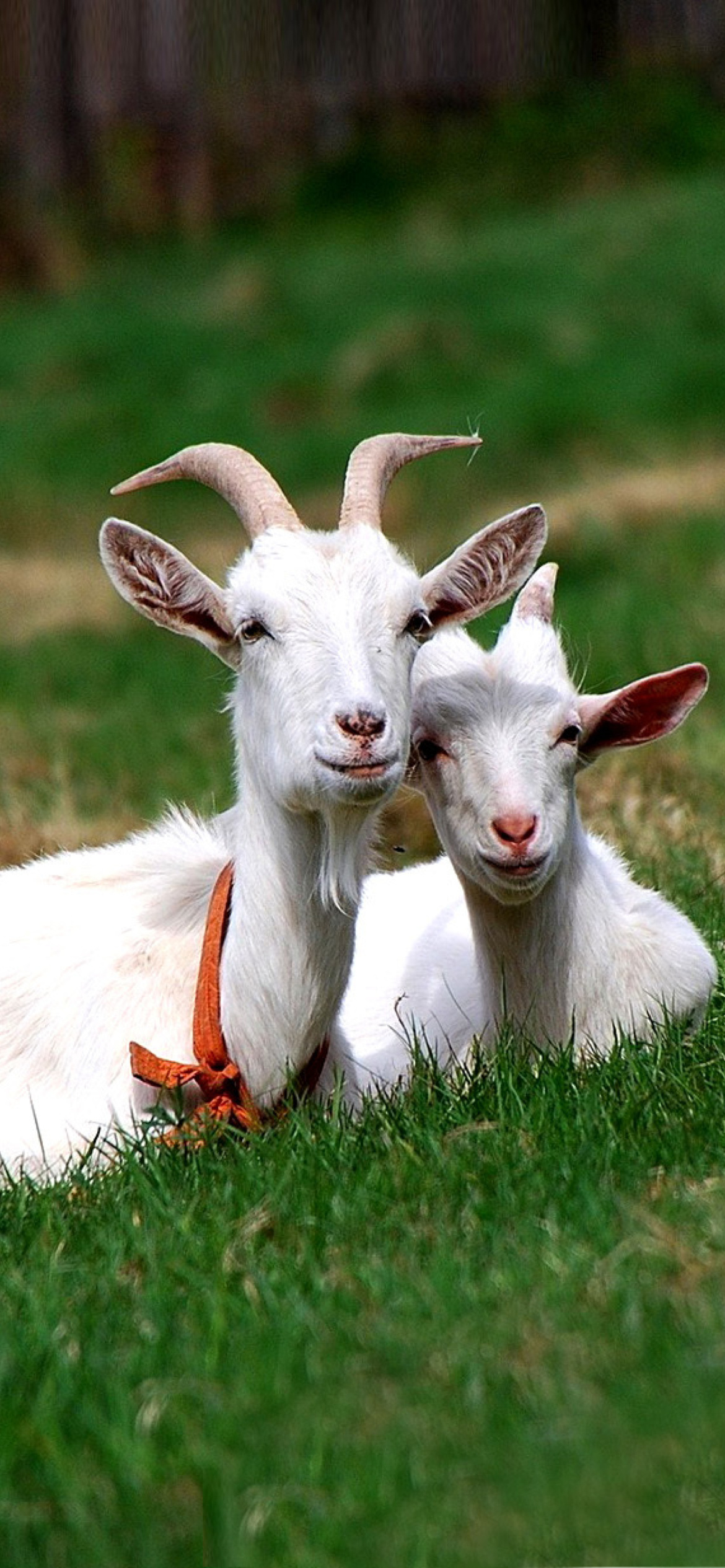 Das Two Goats Wallpaper 1170x2532