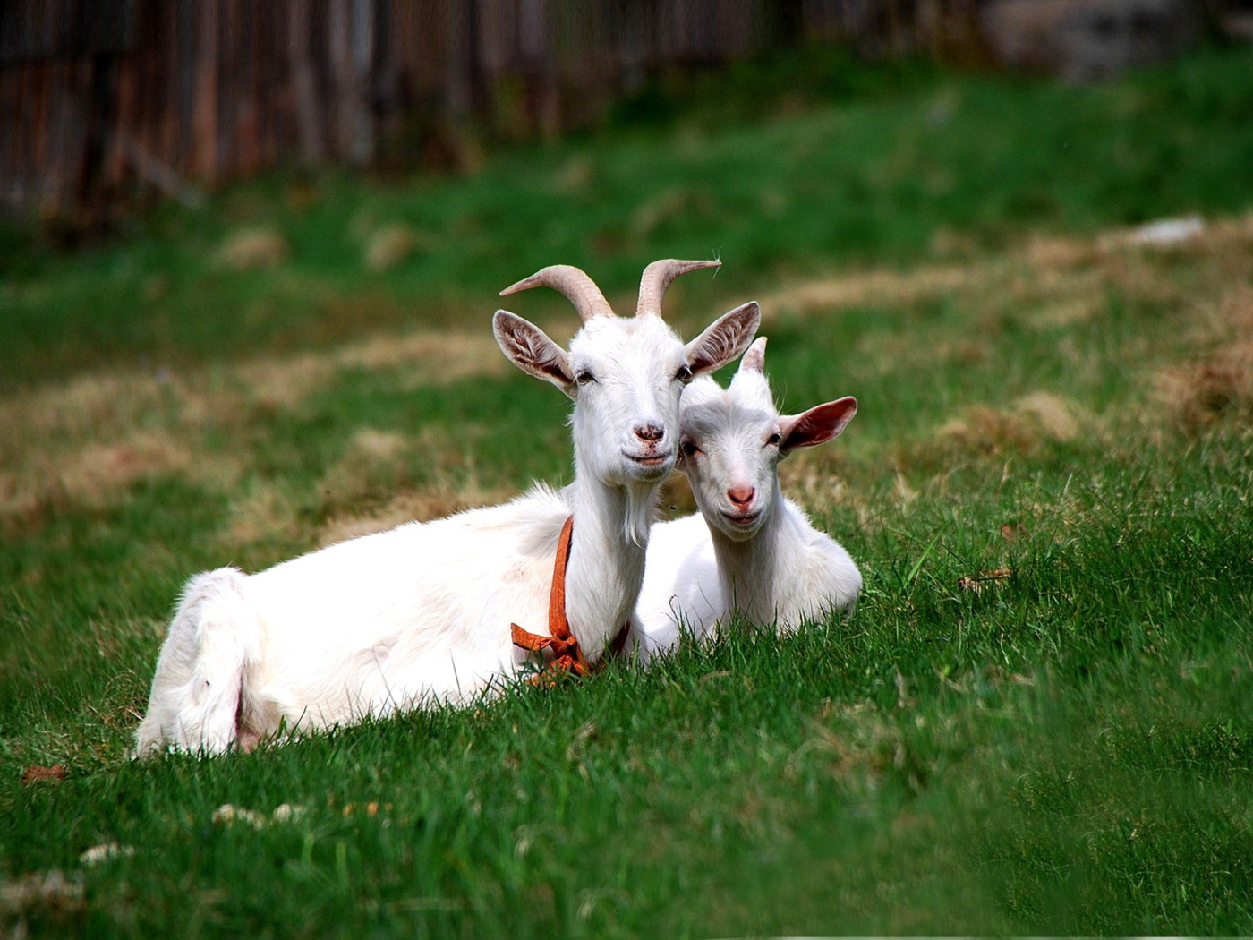 Fondo de pantalla Two Goats 1400x1050