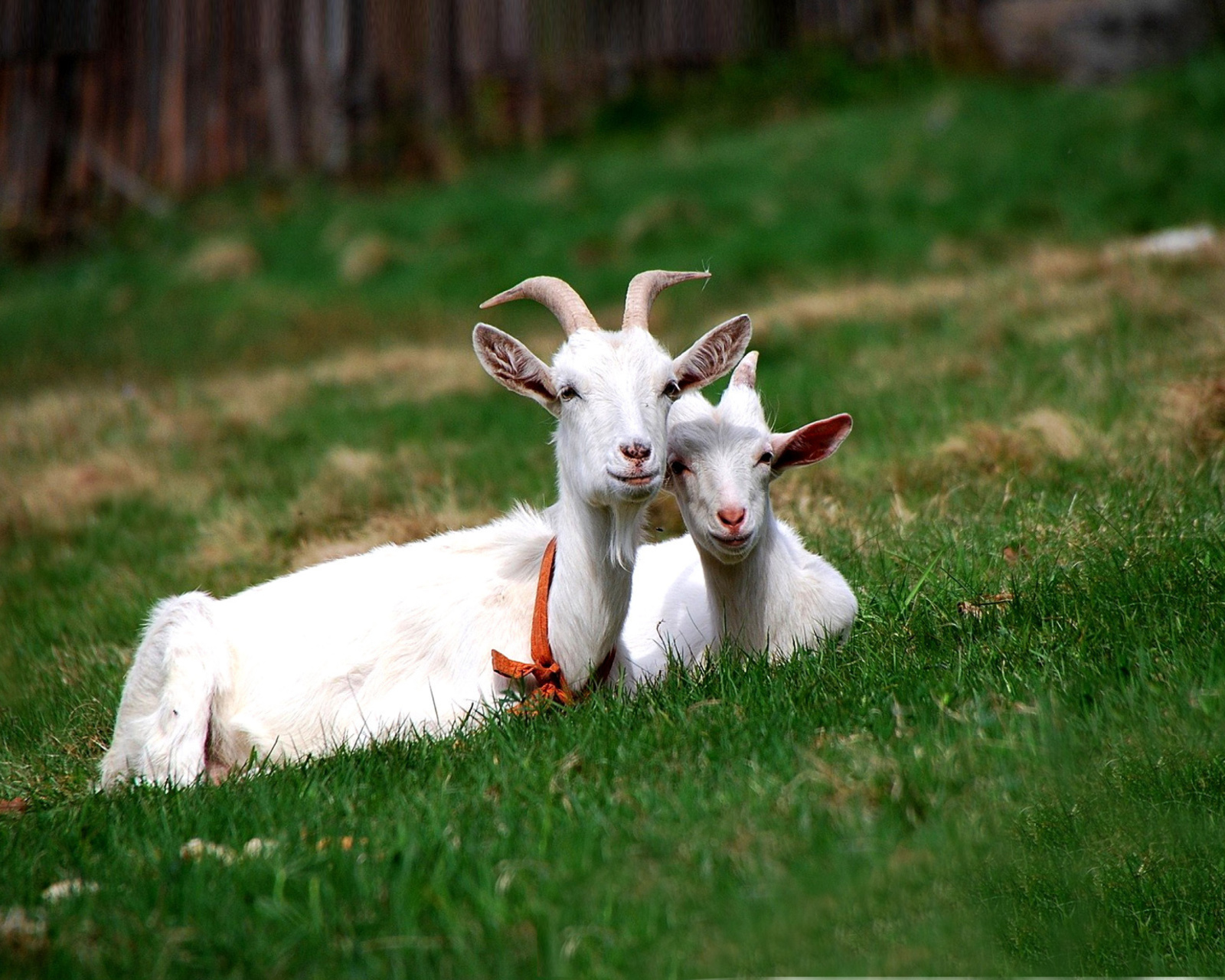 Fondo de pantalla Two Goats 1600x1280