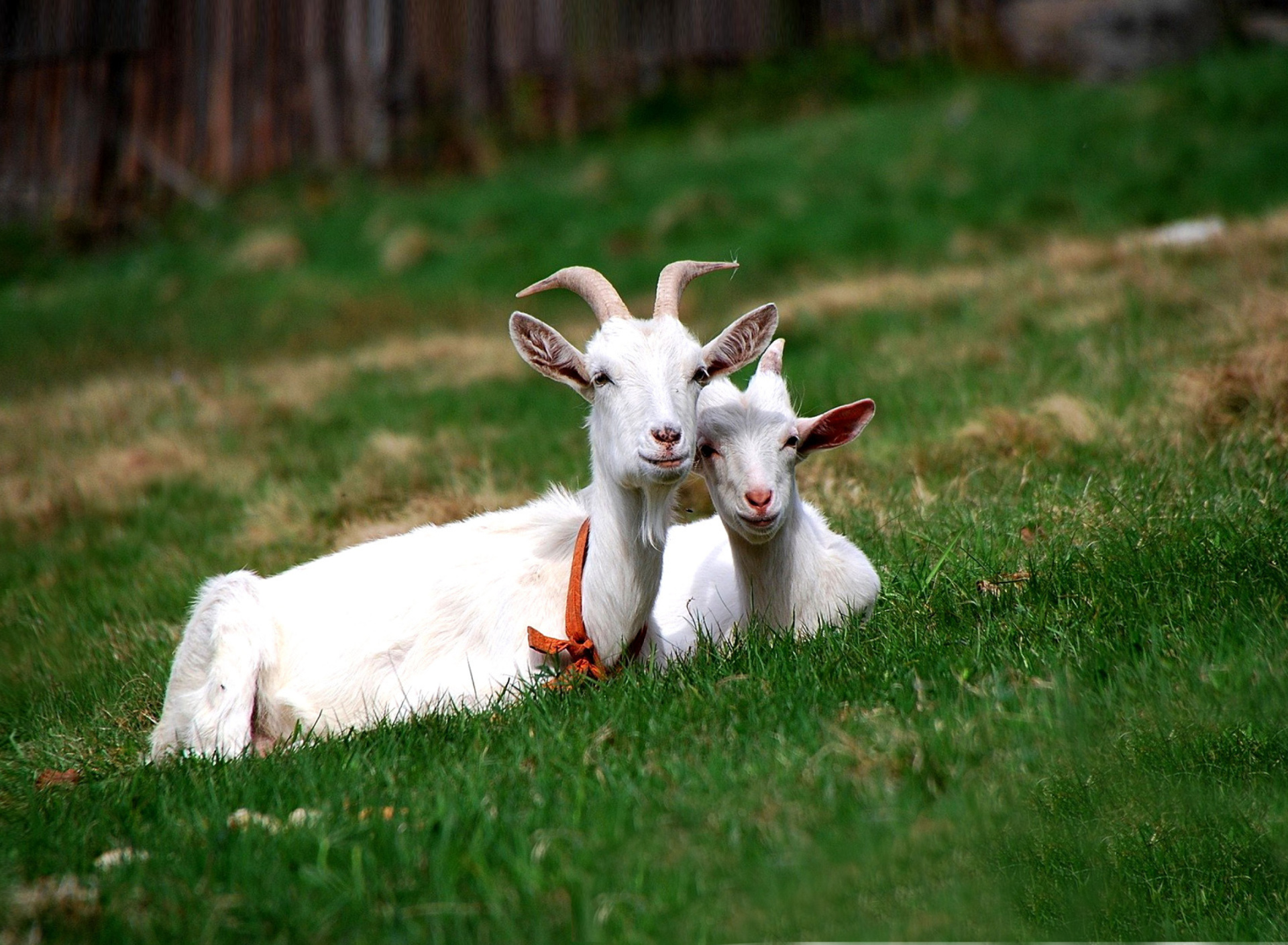 Fondo de pantalla Two Goats 1920x1408