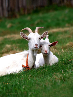 Обои Two Goats 240x320