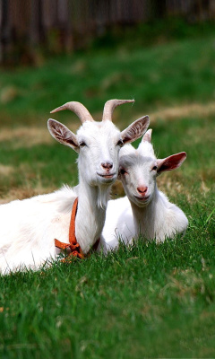 Two Goats wallpaper 240x400