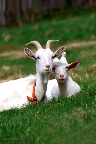 Sfondi Two Goats 320x480