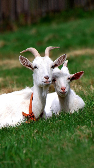 Обои Two Goats 360x640