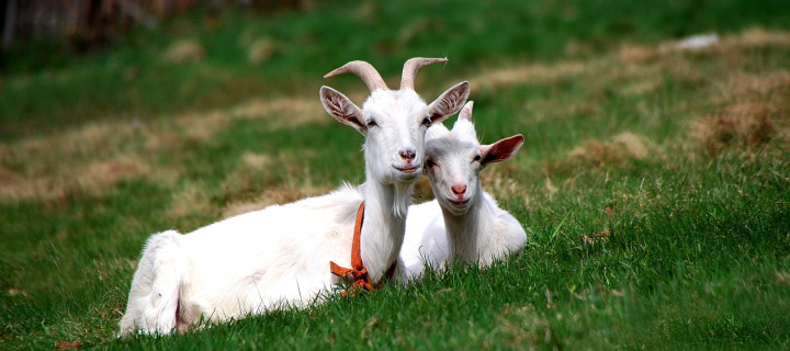 Two Goats wallpaper 720x320