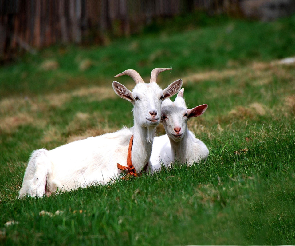 Two Goats wallpaper 960x800