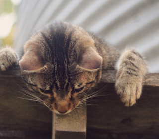 Curious Cat papel de parede para celular para iPad