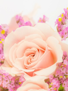 Das Pink rose bud Wallpaper 240x320