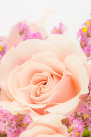 Fondo de pantalla Pink rose bud 320x480