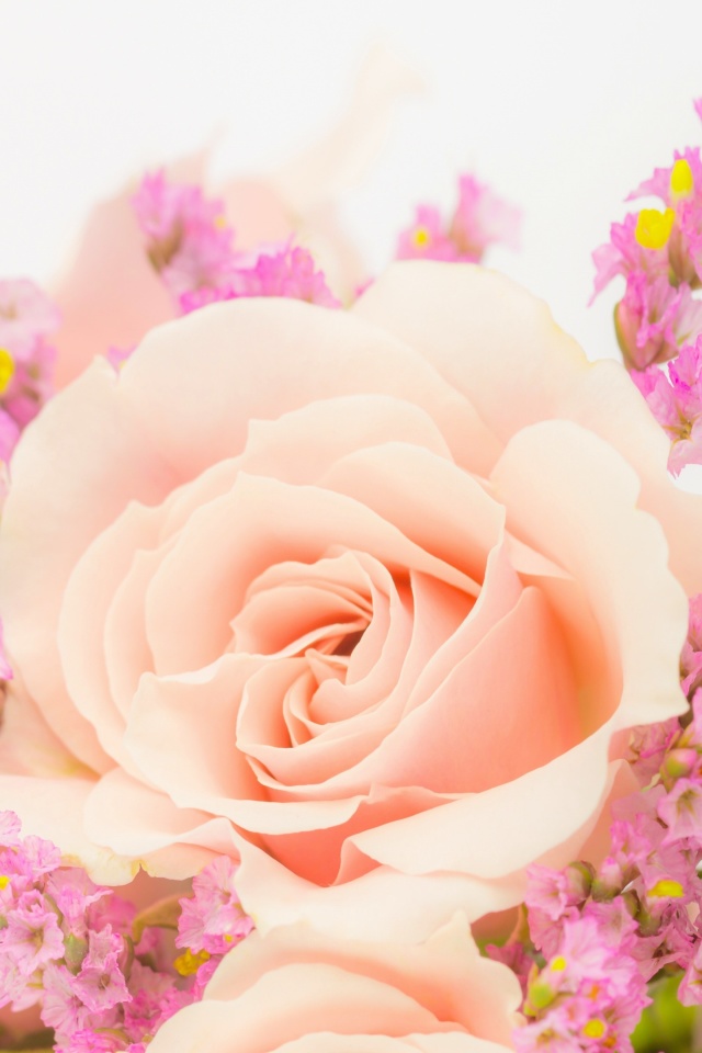 Pink rose bud wallpaper 640x960