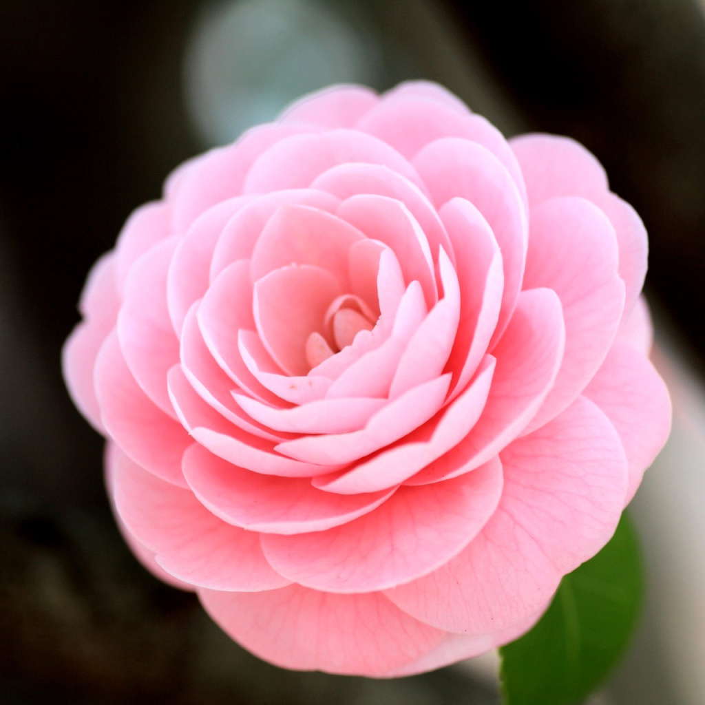 Fondo de pantalla Pink Camellia 1024x1024