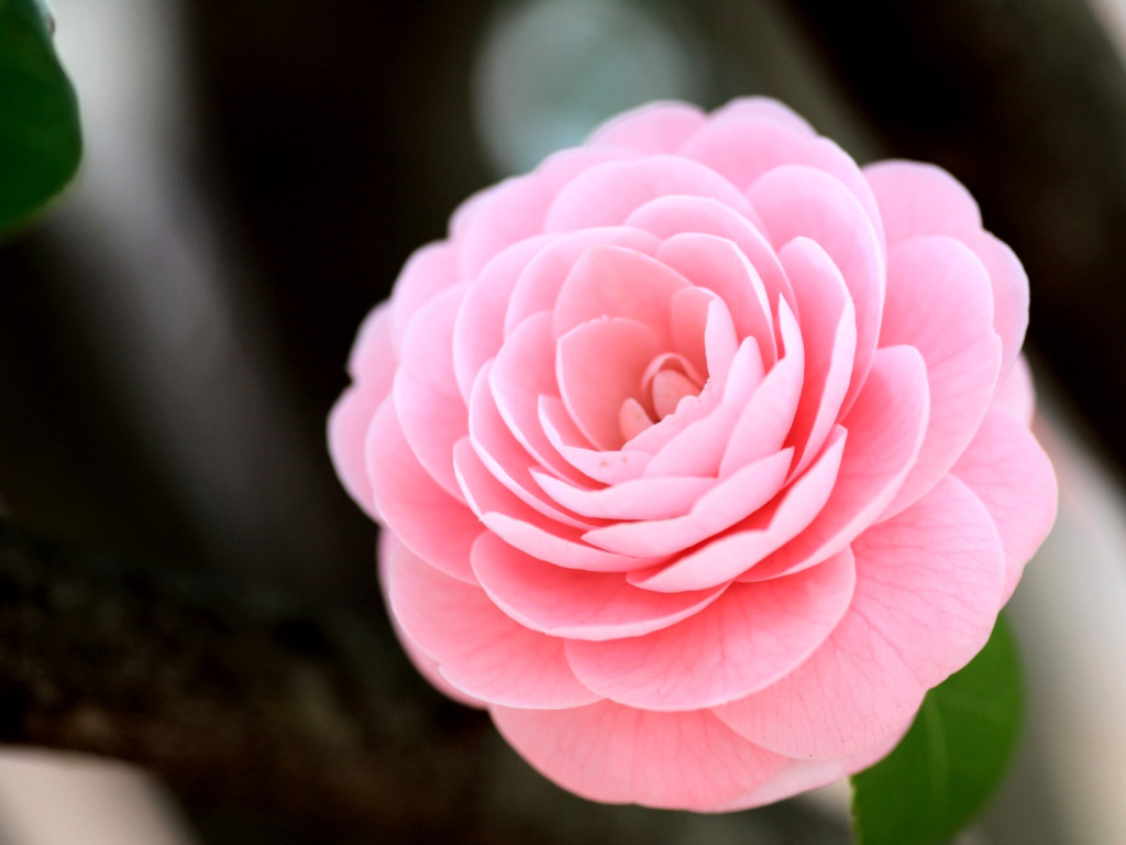 Fondo de pantalla Pink Camellia 1024x768