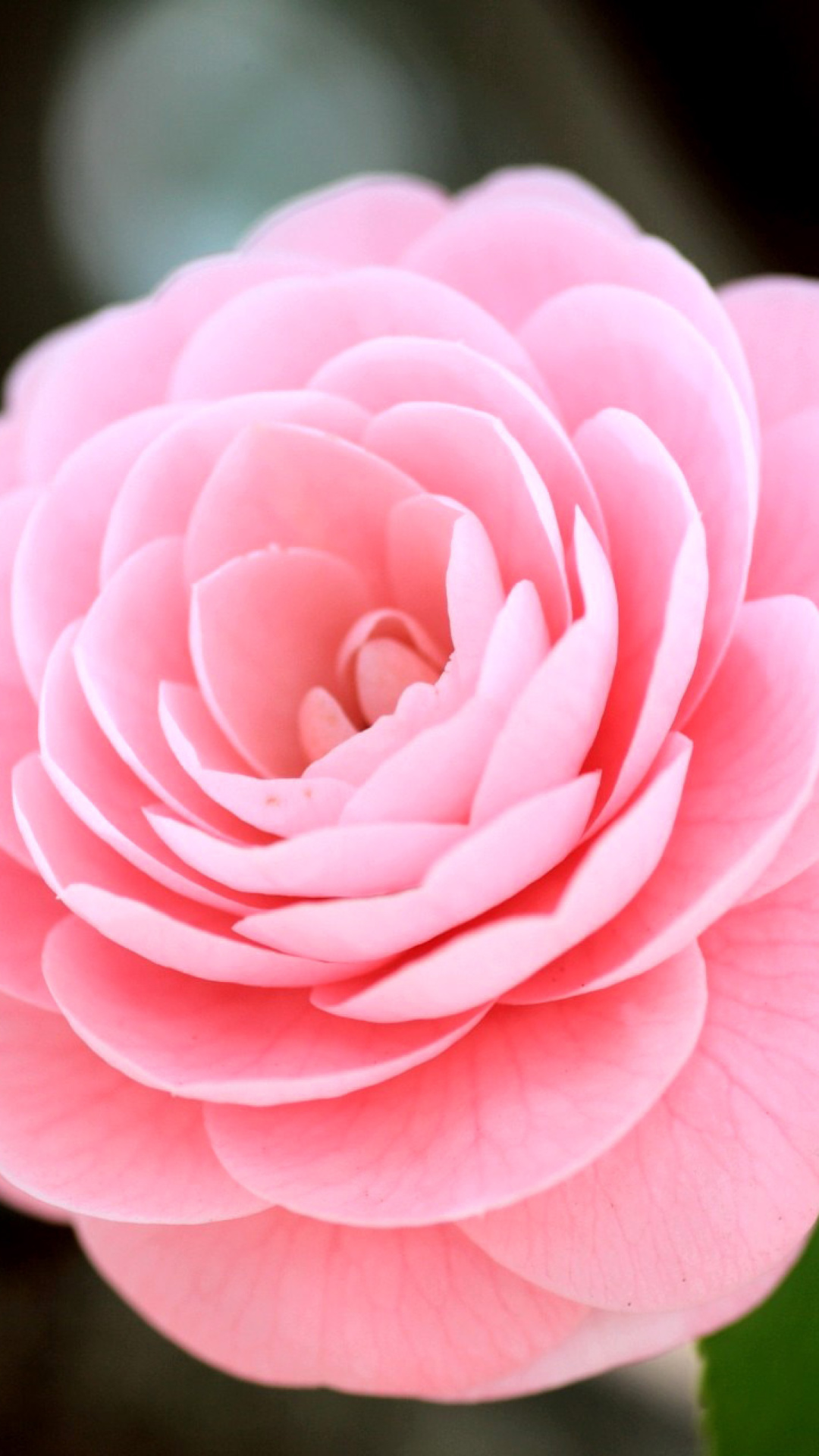 Pink Camellia wallpaper 1080x1920