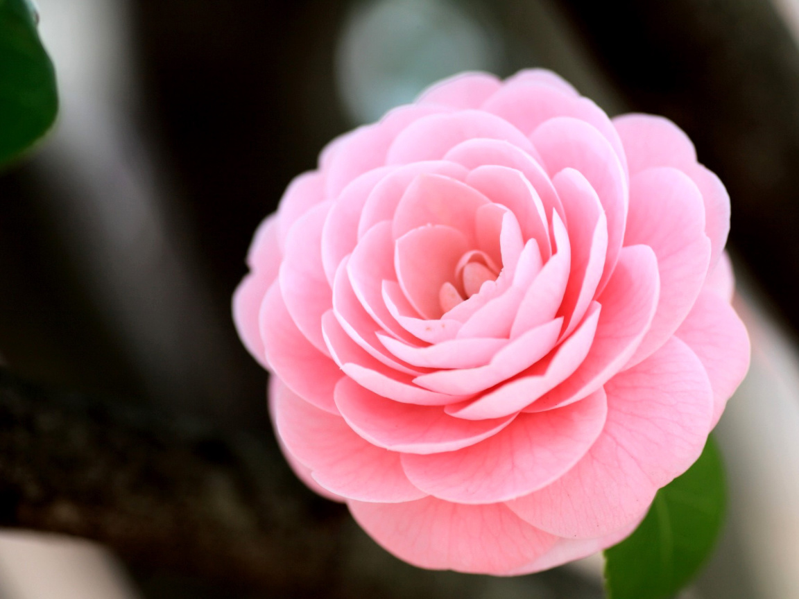 Sfondi Pink Camellia 1152x864